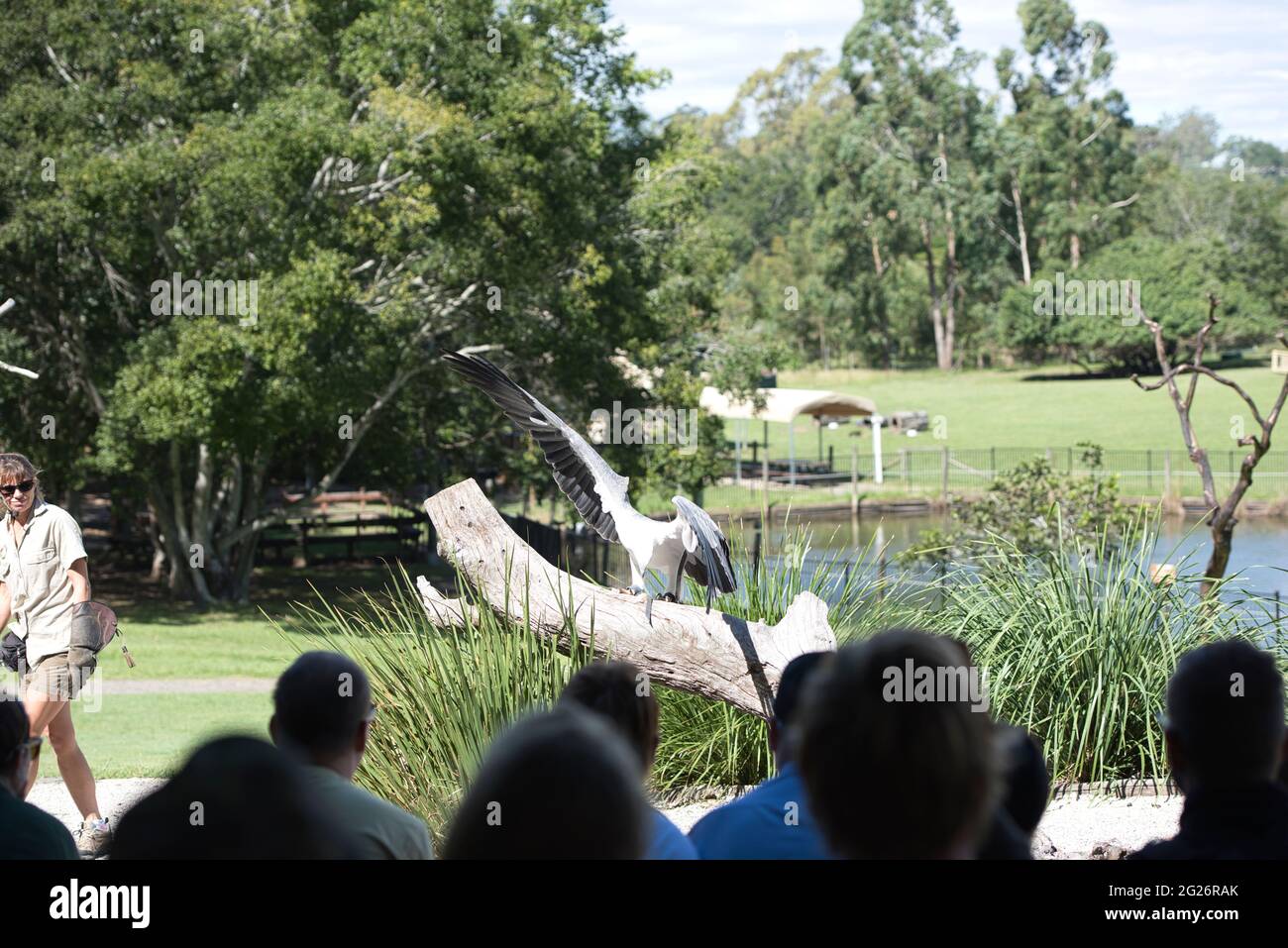 20150421 - Falcon Show im Lone Pine Koala Park Brisbane Australien. Hochwertige Fotos Stockfoto