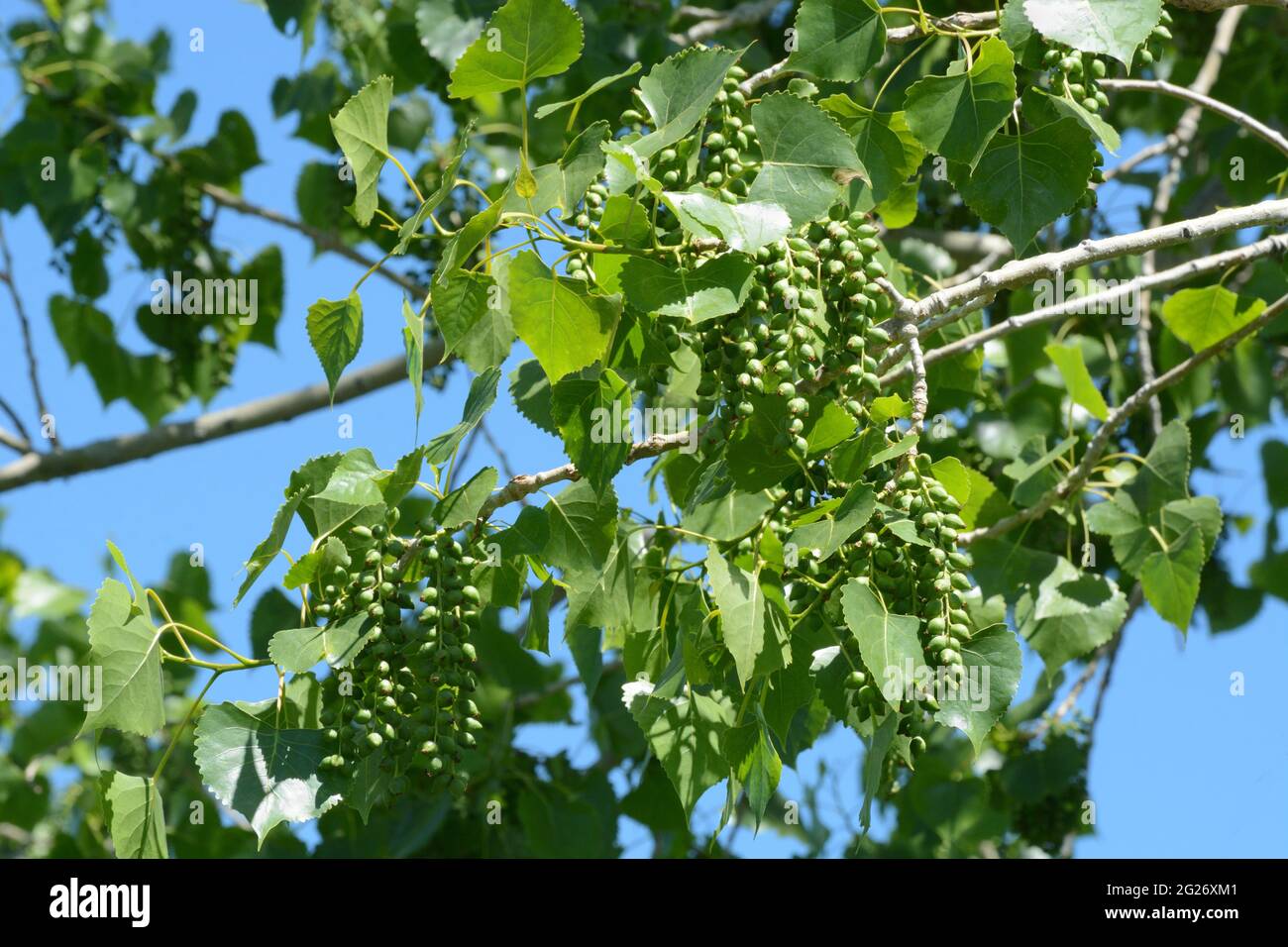 Frühsommerlicher östlicher Baumwollholzbaum oder Blätter und Samenkapseln gegen den blauen Himmel Stockfoto