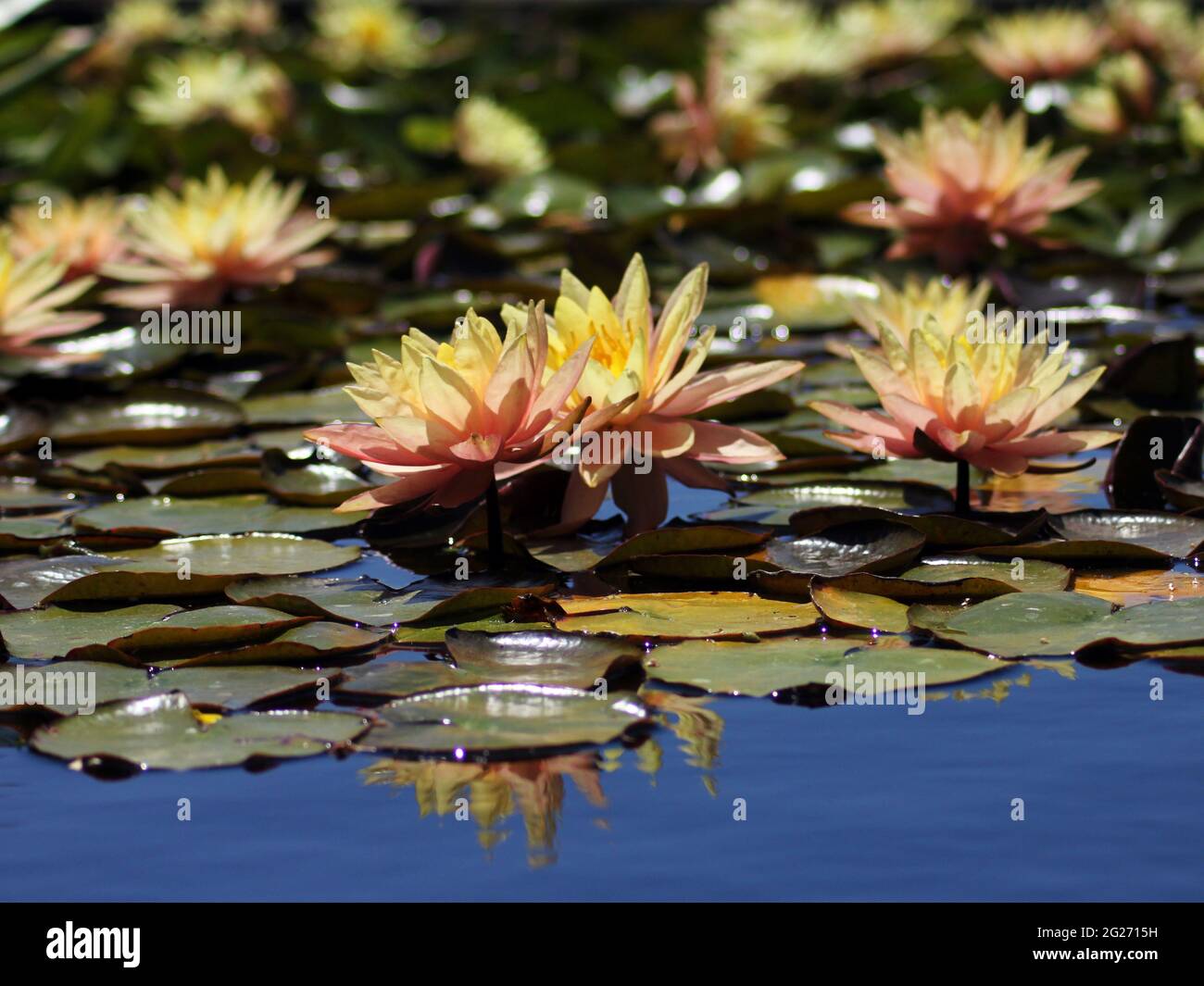 Lilien und Lilypaden in der Sonne mit Fokus auf der Mitte. Stockfoto