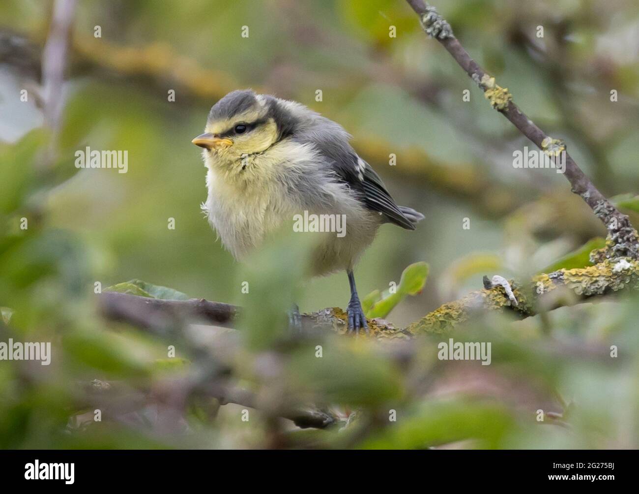 Nahaufnahme eines niedlichen molligen Waldsänger, der auf einem Zweig im Wald steht und um ihn herum Blätter hat Stockfoto