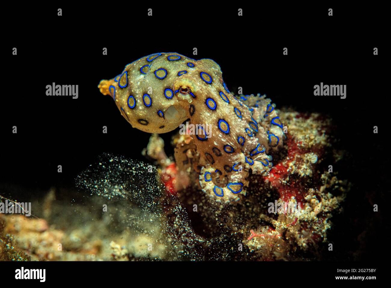 Snooted blue-ringed Octopus (Hapalochlaena spp.), Anilao, Philippinen. Stockfoto