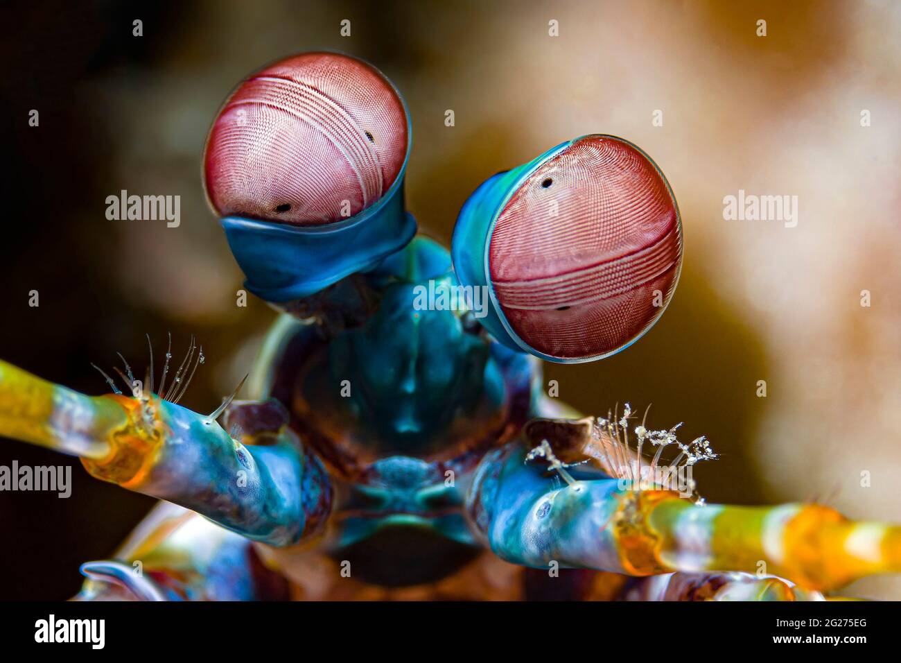 Augen einer Pfauenmantis (Odontodactylus scyllarus). Stockfoto