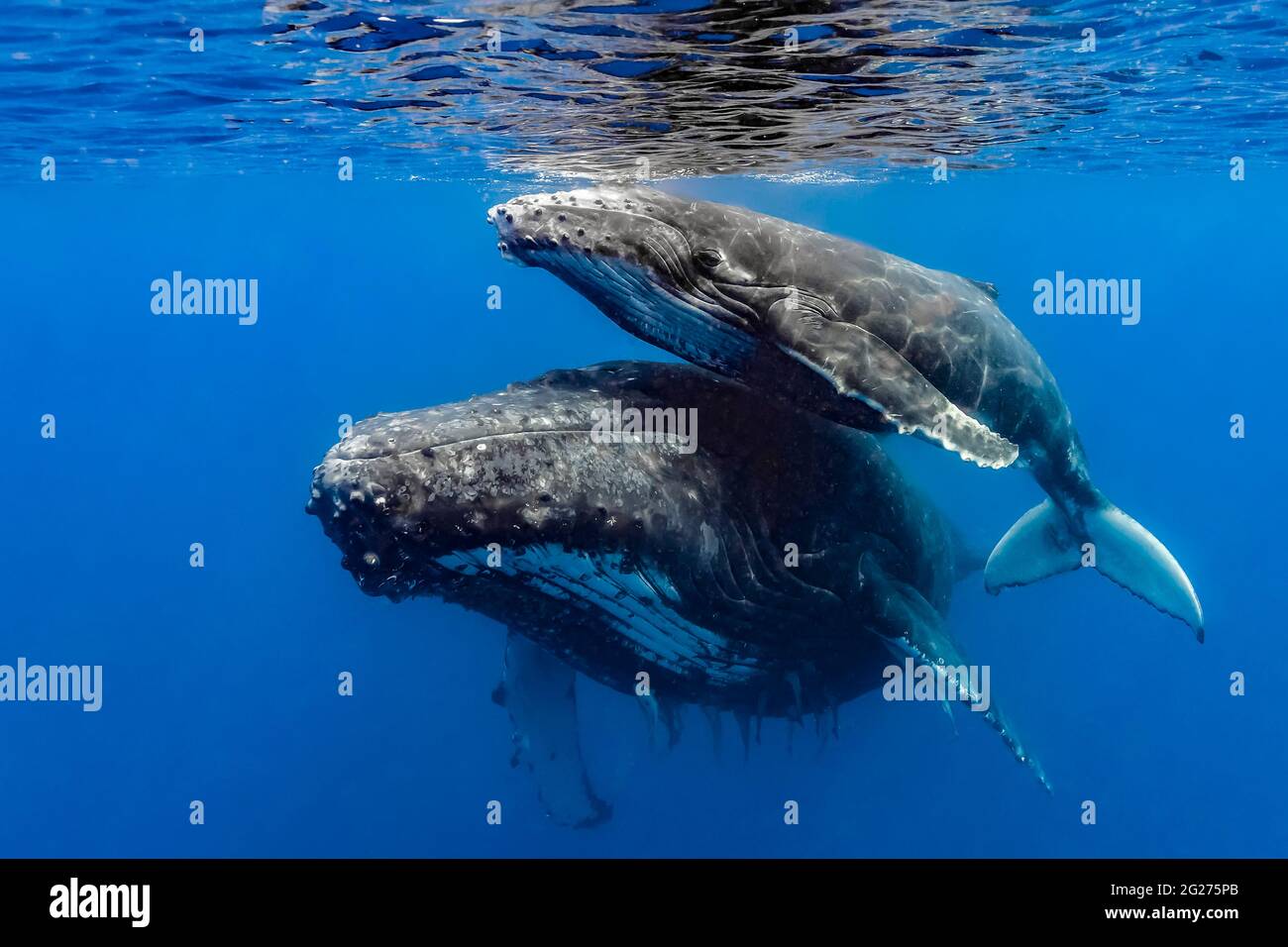 Buckelwal (Megaptera novaeangliae) Mutter und ihr Kalb. Stockfoto