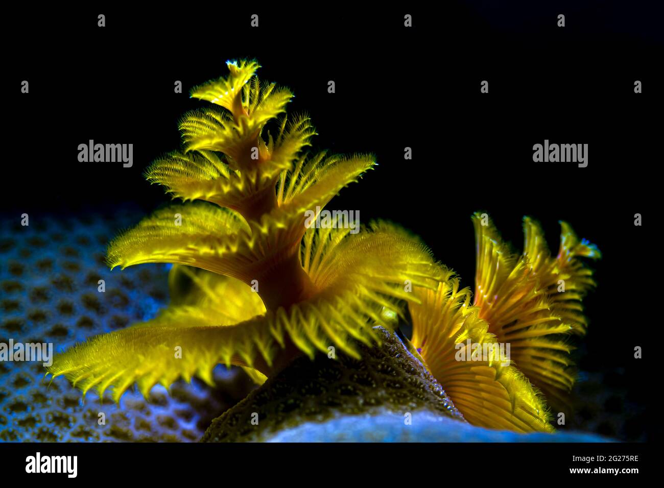 Gelber Weihnachtsbaumrohrwurm auf Korallen, Anilao, Philippinen. Stockfoto