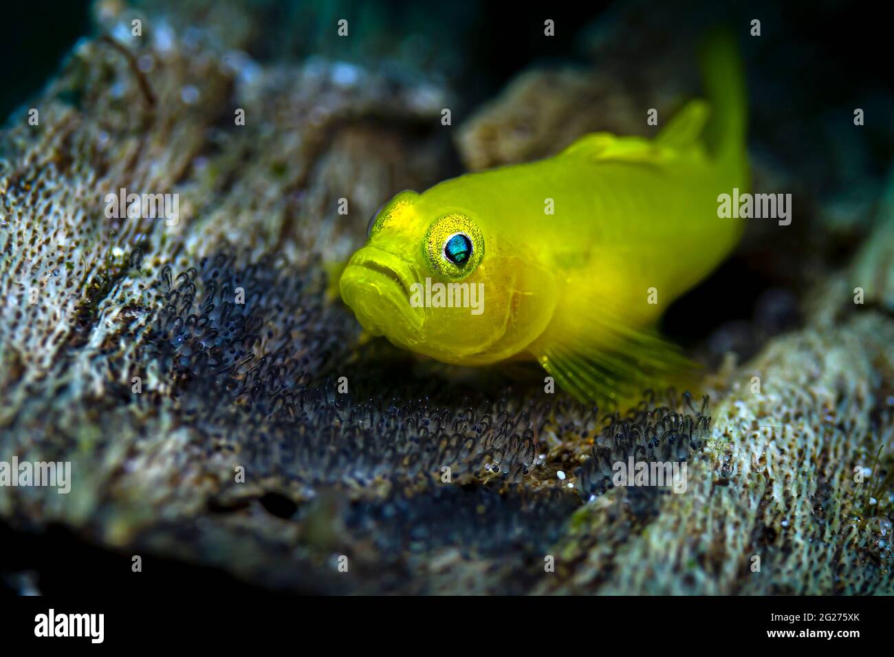 Gelber Ghostgoby auf Eiern. Stockfoto