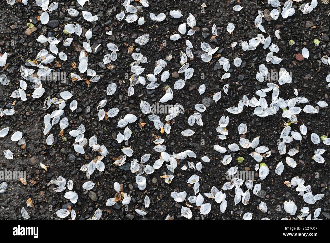 Hintergrund - weiße Blätter eines gefallenen Apfelbaums auf schwarzem Asphalt. Frühling Sommer, die Blütezeit. Stockfoto