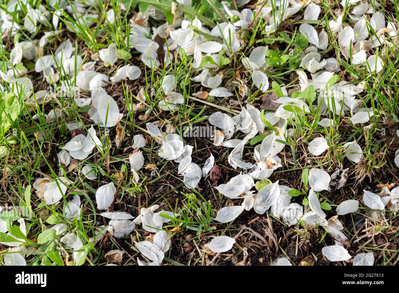 Hintergrund - weiße Blätter eines gefallenen Apfelbaums auf dem Gras. Frühling Sommer, die Blütezeit. Stockfoto