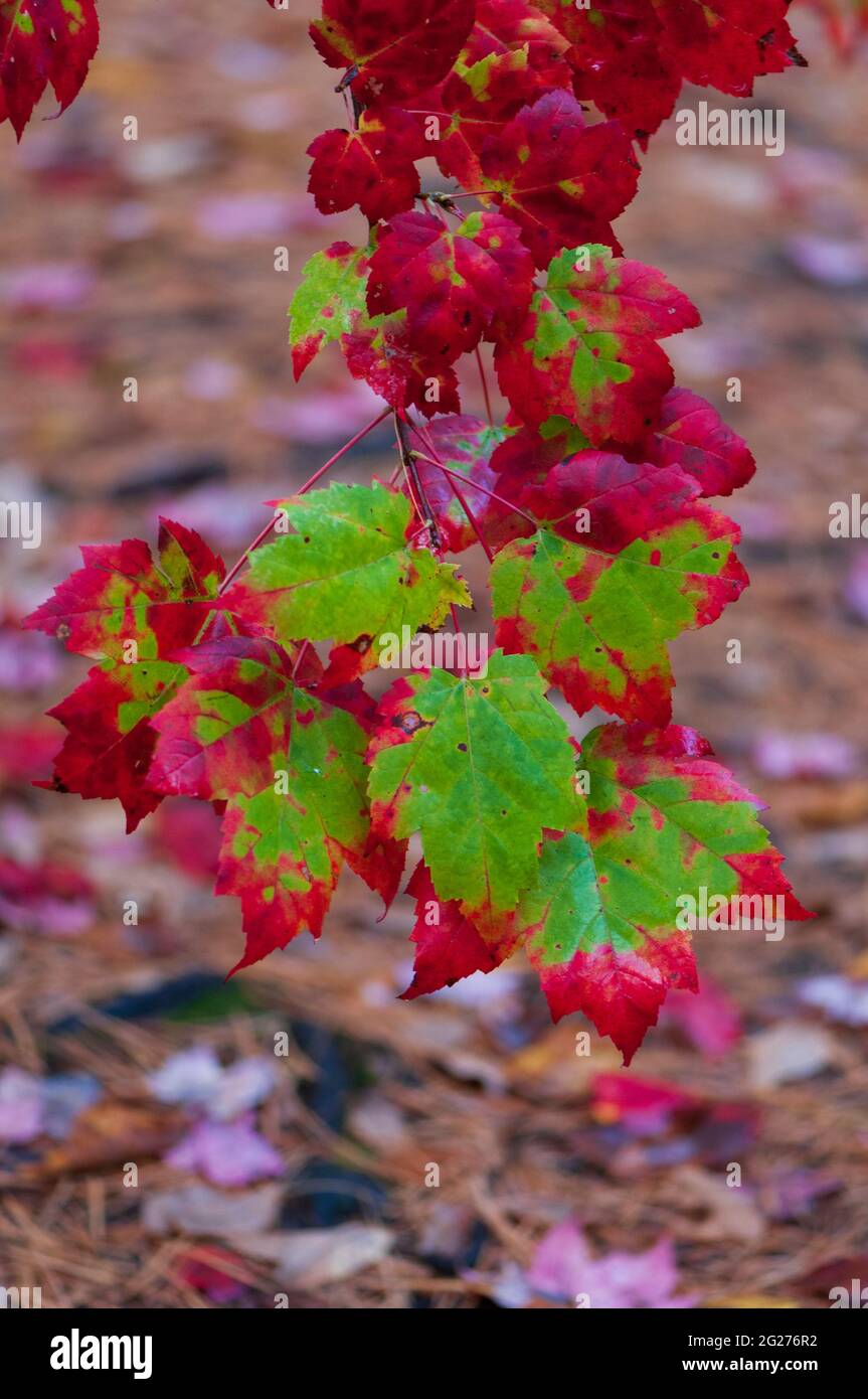 Brillanter Herbst-Ahornblatthaufen mit tiefen Rot- und Grüntönen im oberen Bundesstaat New York, USA Stockfoto