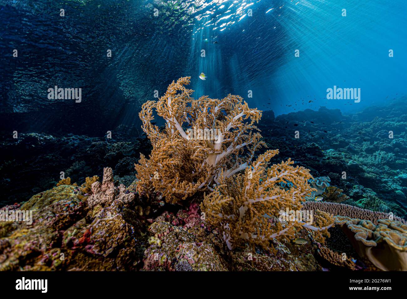 Riffszene in Halmahera, Indonesien. Stockfoto