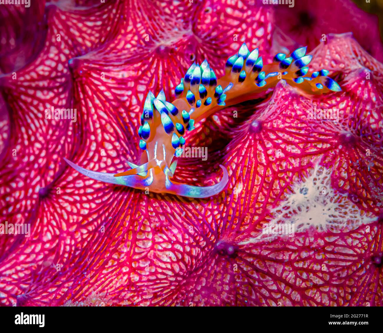 Caloria indica nudibranch, Kimbe Bay, Papua-Neuguinea. Stockfoto