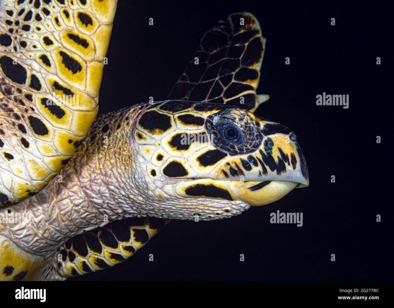 Kopfschuss einer Karettschildkröte (Eretmochelys imbricata). Stockfoto