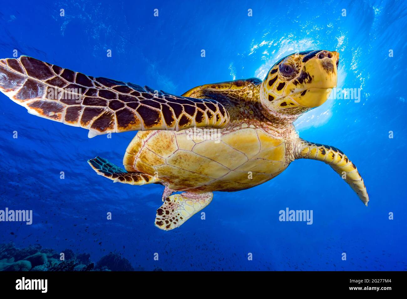 Im Roten Meer schwimmende Karettschildkröte (Eretmochelys imbricata). Stockfoto