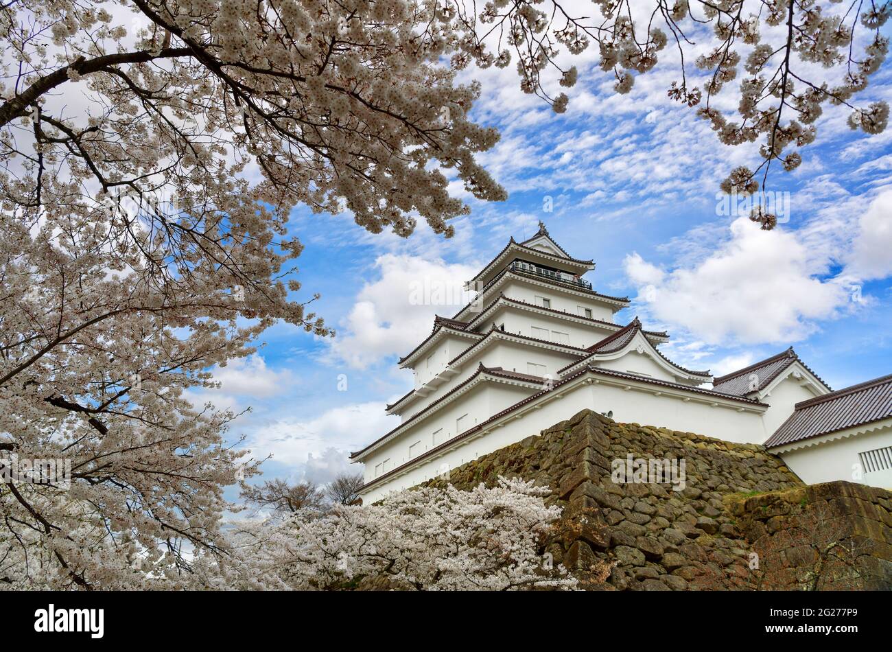 Tsuruga-jo Burg oder Wakamatsu Burg in Aizu-Wakamatsu Stadt in der Präfektur Fukushima, Japan im Frühjahr blüht Saruka in voller Blüte mit einem sehr schönen Stockfoto