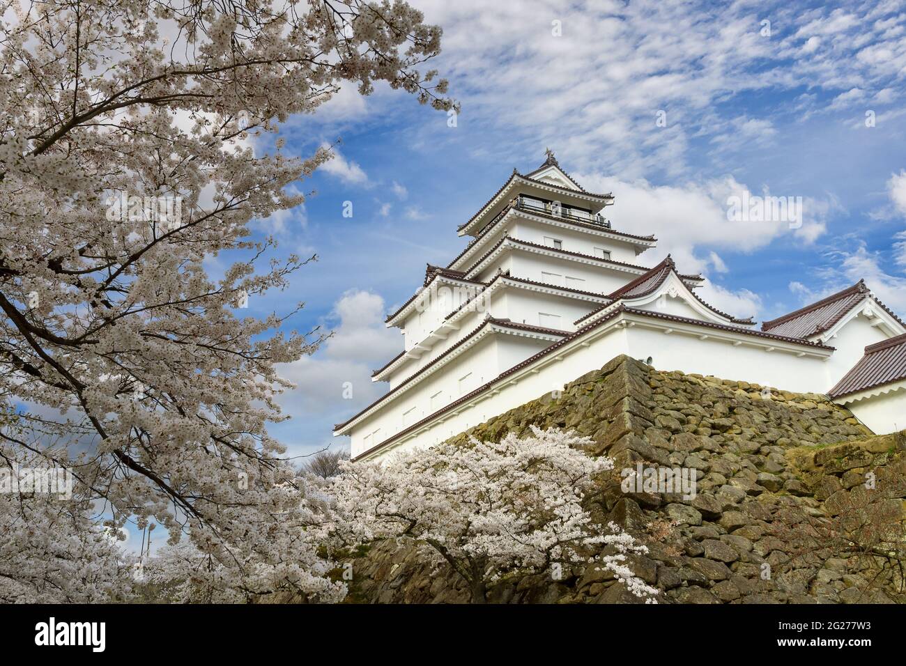 Tsuruga-jo Burg oder Wakamatsu Burg in Aizu-Wakamatsu Stadt in der Präfektur Fukushima, Japan im Frühjahr blüht Saruka in voller Blüte mit einem sehr schönen Stockfoto