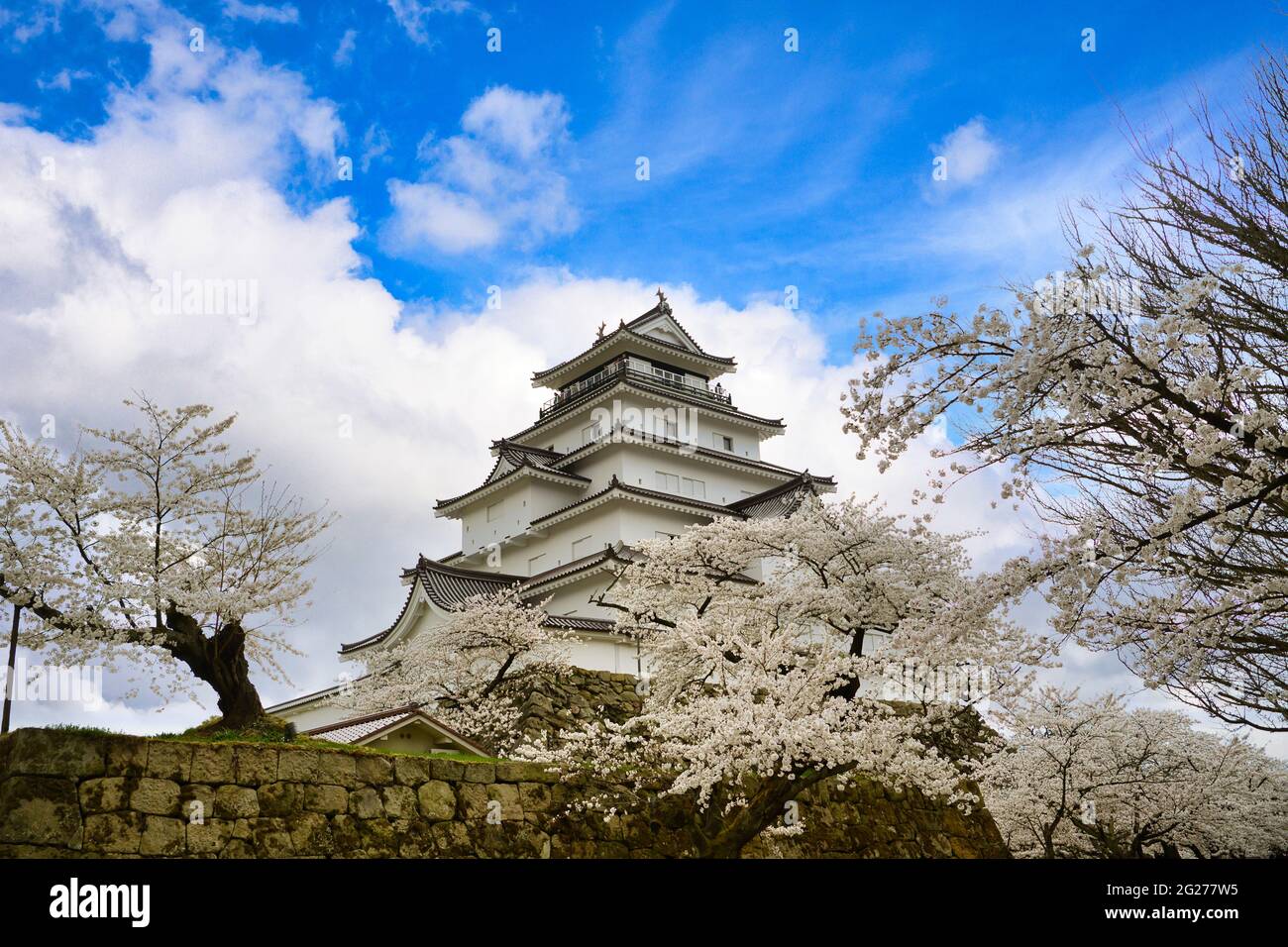 Tsuruga-jo Burg oder Wakamatsu Burg in Aizu-Wakamatsu Stadt in der Präfektur Fukushima, Japan im Frühjahr blüht Saruka in voller Blüte mit einem sehr schönen Stockfoto