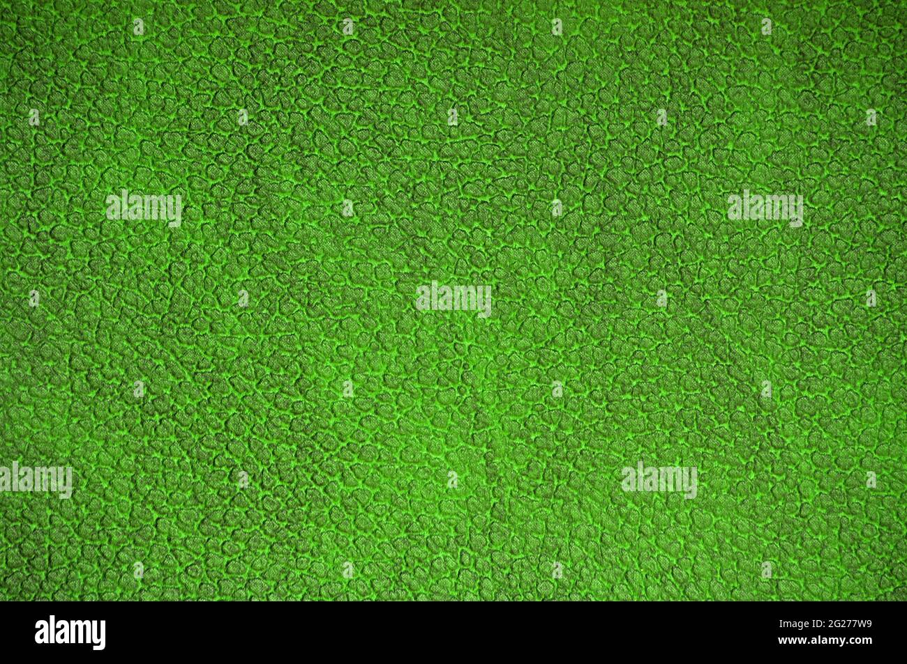 Nahaufnahme der dunkelgrünen Oberfläche der natürlichen Reptilienhaut. Hintergrund, Muster, Textur. Stockfoto
