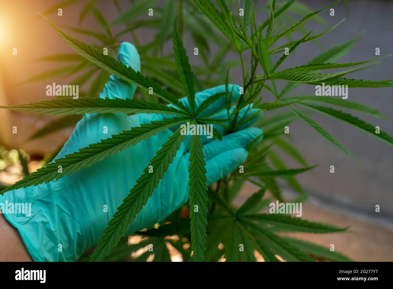 Thailändisches Cannabis in Gewächshäusern für medizinische Zwecke Stockfoto