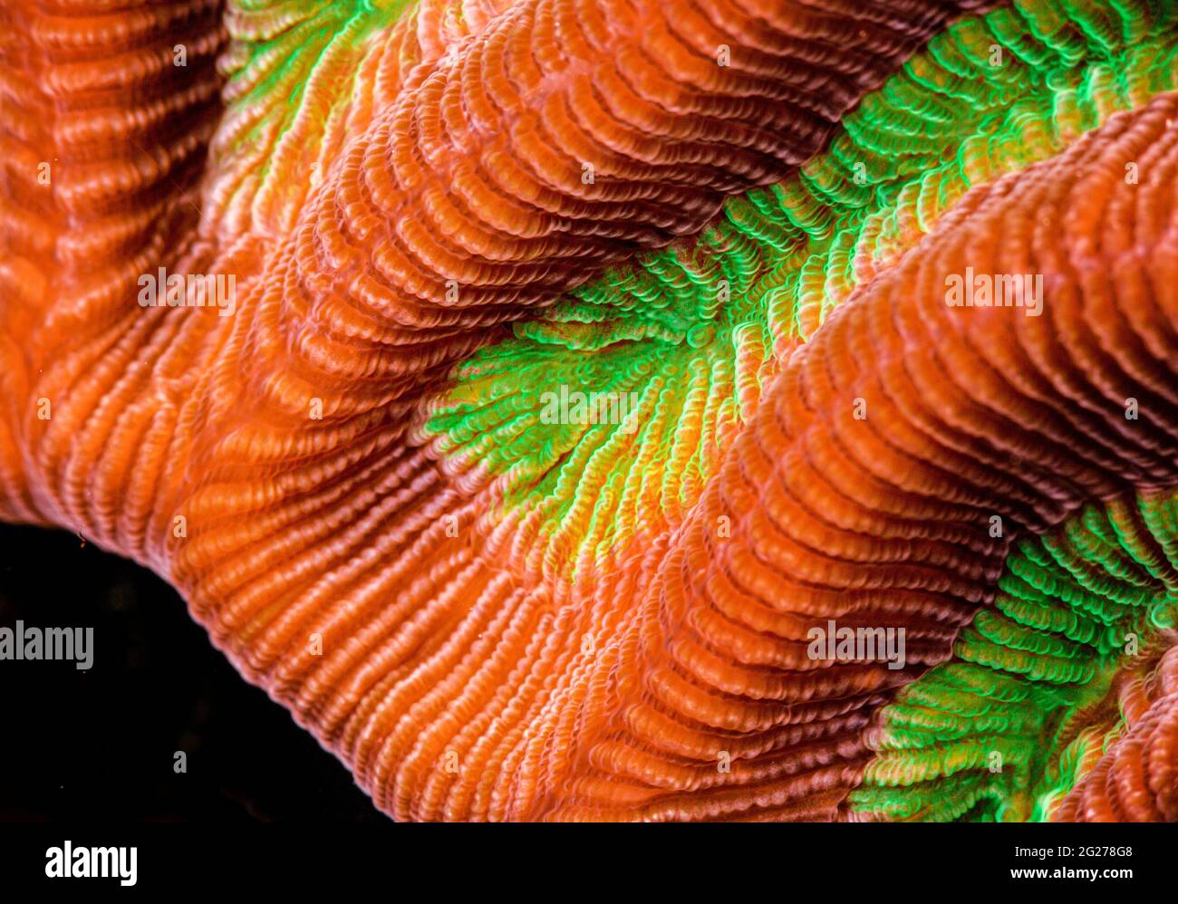 Farben und Details von Steinkorallen (Scleractinia). Stockfoto