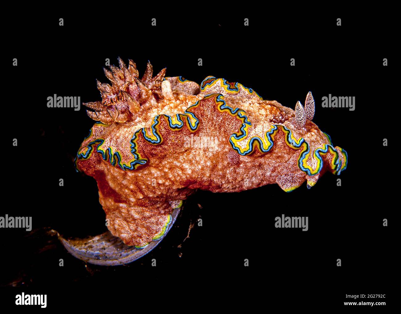 Glossodoris nudibranch (Glossodoris cincta), Lembeh Strait, Indonesien. Stockfoto