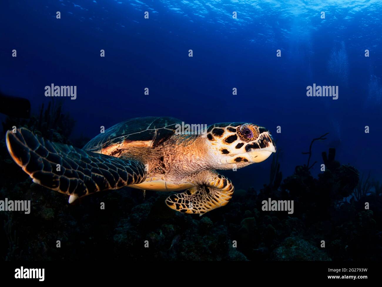 Hawksbill-Meeresschildkröte (Eretmochelys imbricata), Little Cayman Island. Stockfoto