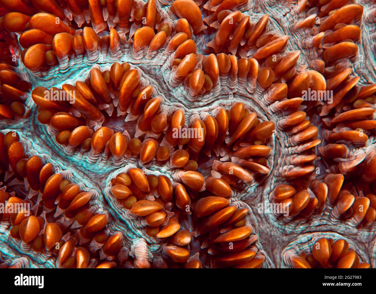 Nahaufnahme von Scleractinia, Wakatobi-Nationalpark, Indonesien. Stockfoto