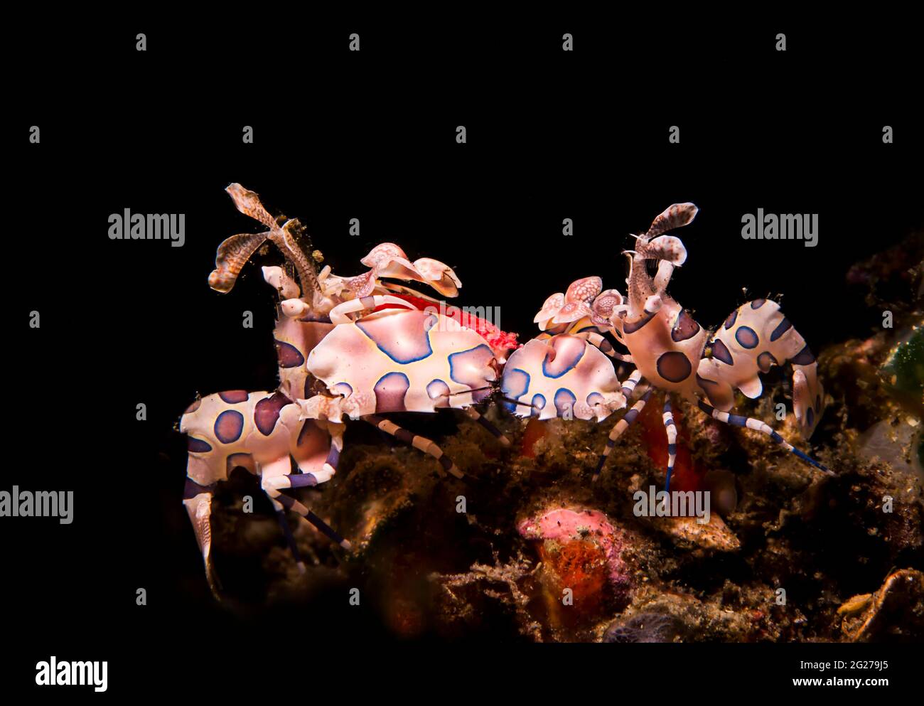 Harlequin Color Stockfotos Und Bilder Kaufen Alamy