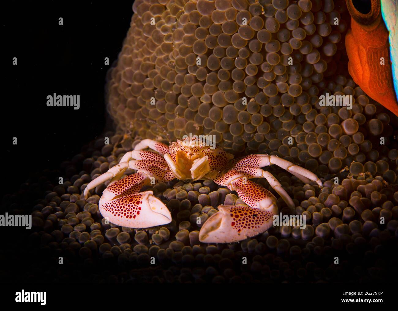 Eine gefleckte Porzellankrabbe (Neopetrolisthes maculatus), die auf einer Seeanemone thront. Stockfoto