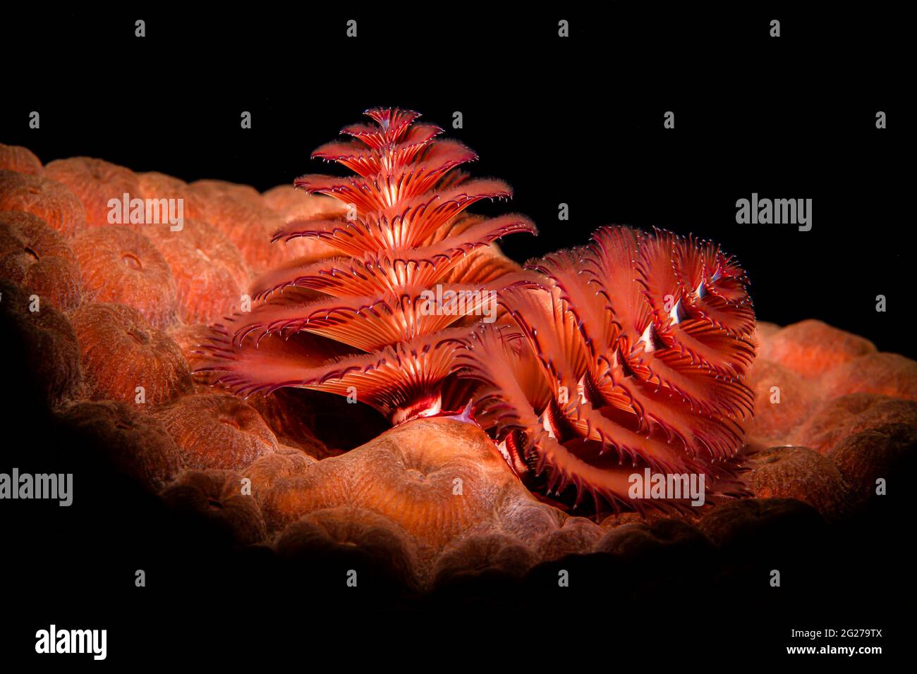 Leuchtend orange Weihnachtsbaumwürmer (Spirobranchus giganteus) auf Sternkorallen. Stockfoto