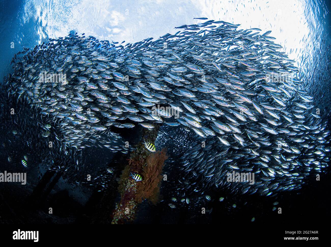 Unter einem Steg in Raja Ampat, Indonesien, versammeln sich große Schwärme von Scad-Fischen (Decapterus macarellus). Stockfoto