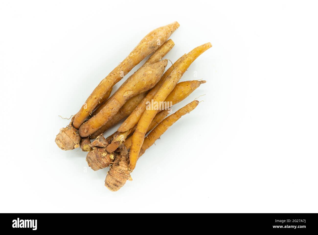 Nahaufnahme von frischen Fingerwurzeln oder Galingale auf weißem Hintergrund. Draufsicht Bild der Kräuterpflanze Finger Root oder Krachai in Thailand Sprache. Stockfoto