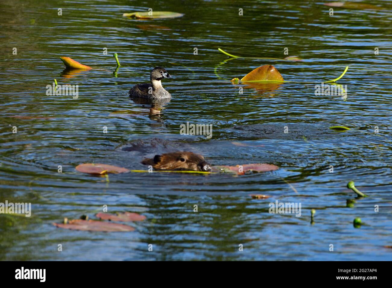 Eine Seeschnabelschnabelfalter ' Podilymbus podiceps', die hinter einem Biber im Maxwell Lake in Hinton, Alberta, Kanada, schwimmt. Stockfoto