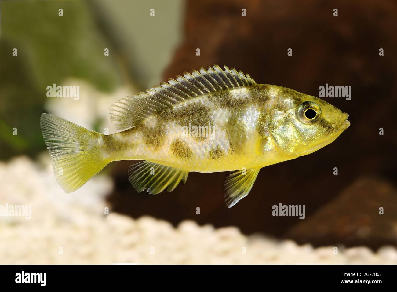 Haplochromis venustus Fotos und Bildmaterial in hoher Auflösung Alamy