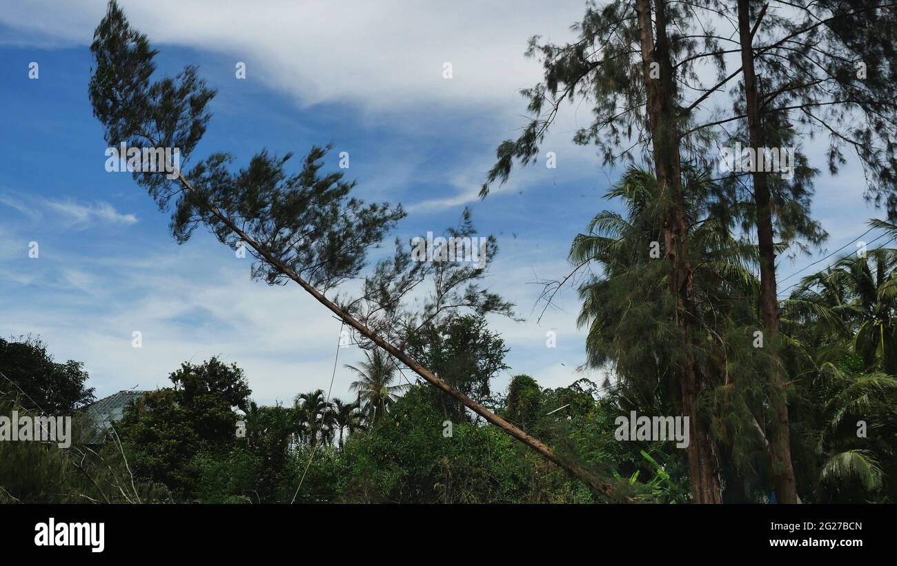 Die Kiefer wird abgeschlagen und fällt in Wald mit blauem Himmel und weiß im Hintergrund, Thailand Stockfoto