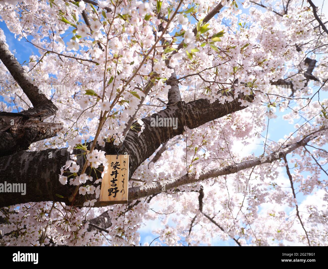 Prunus Yedoensis Stockfoto