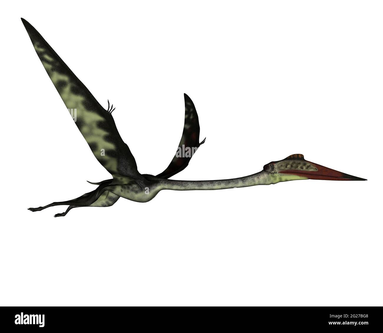 Quetzalcoatlus fliegt friedlich voraus, isoliert auf weißem Hintergrund. Stockfoto