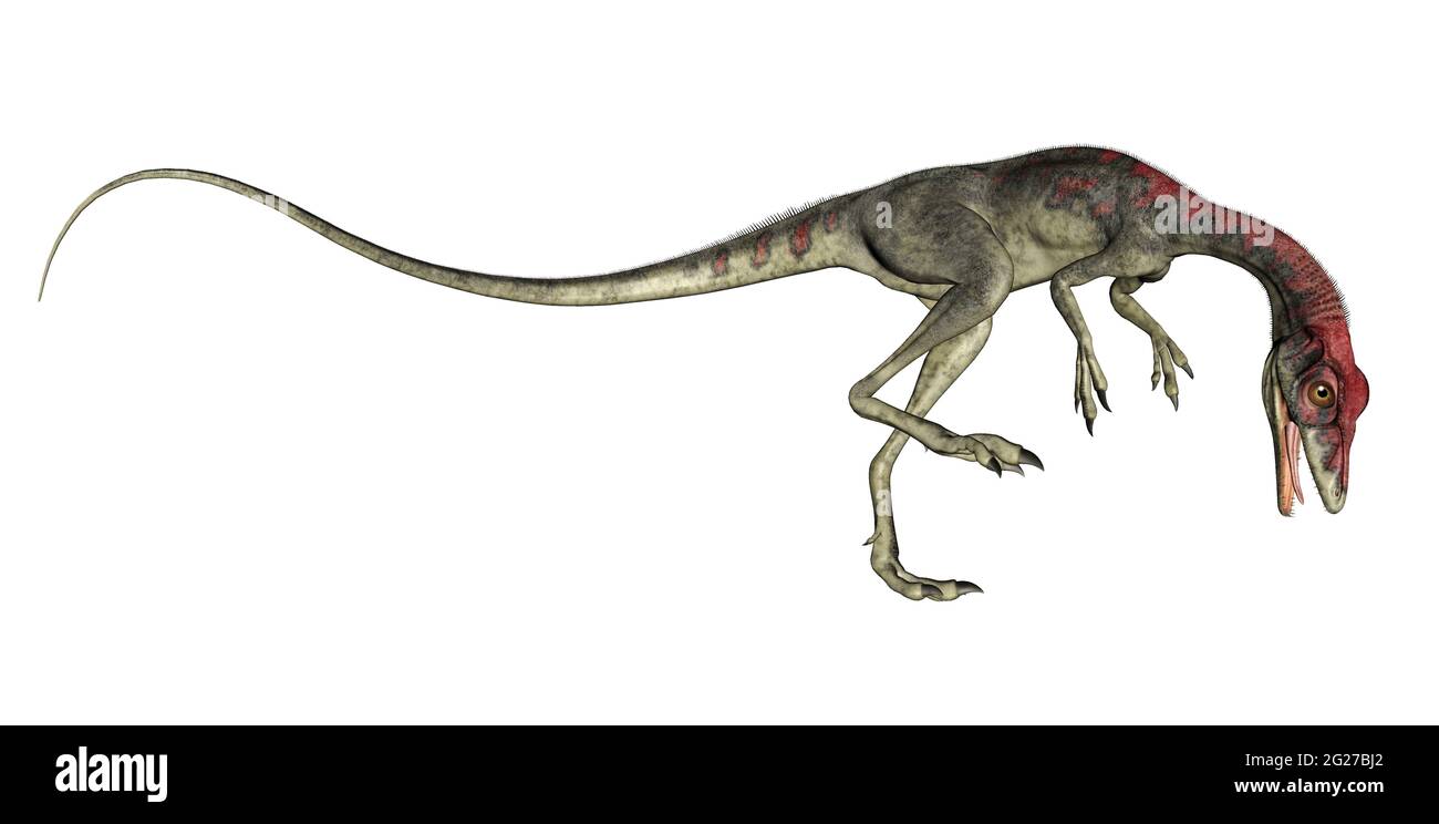Compsognathus Dinosaurier brüllend, isoliert auf weißem Hintergrund. Stockfoto