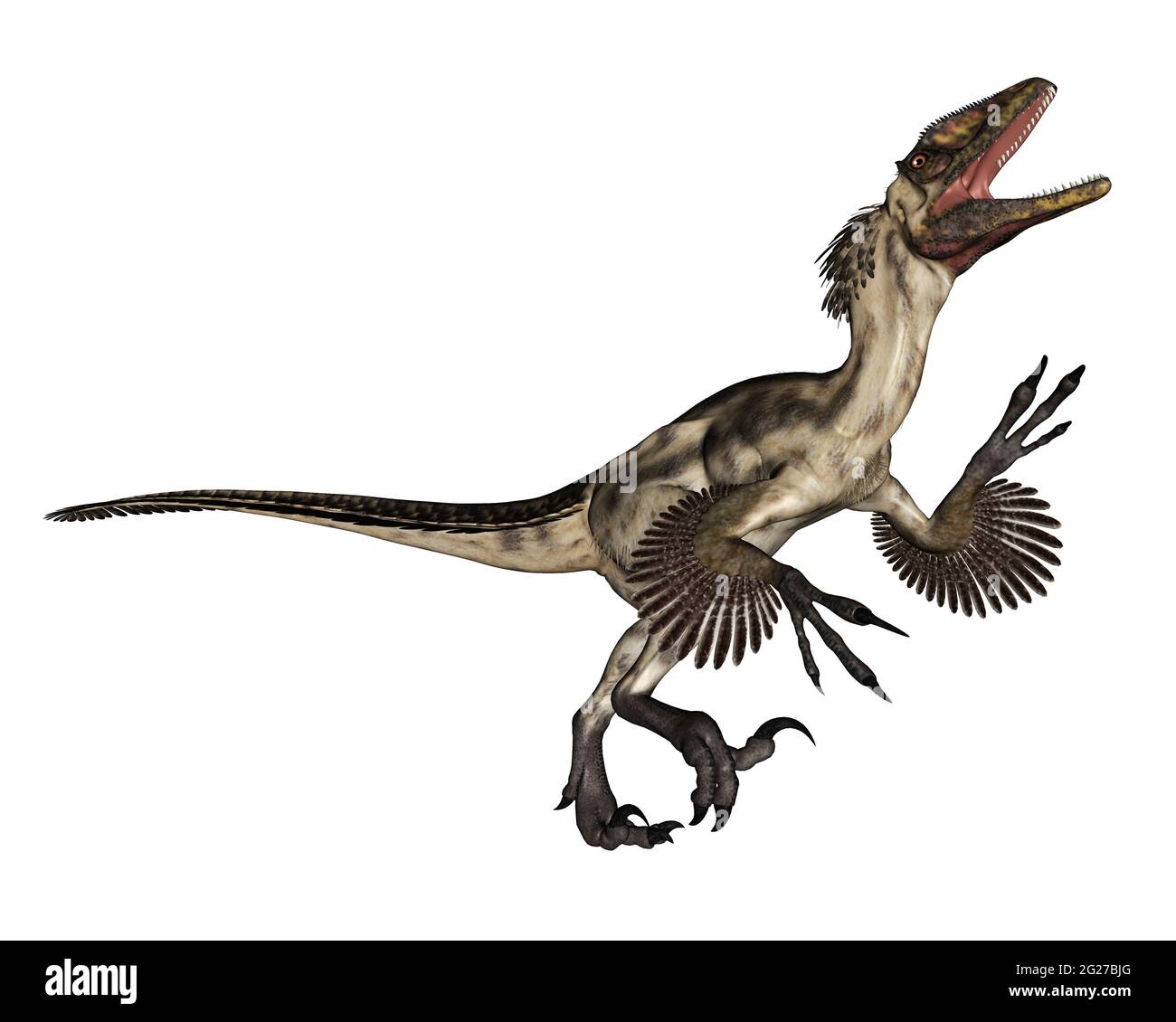 Deinonychus Dinosaurier brüllend, isoliert auf weißem Hintergrund. Stockfoto