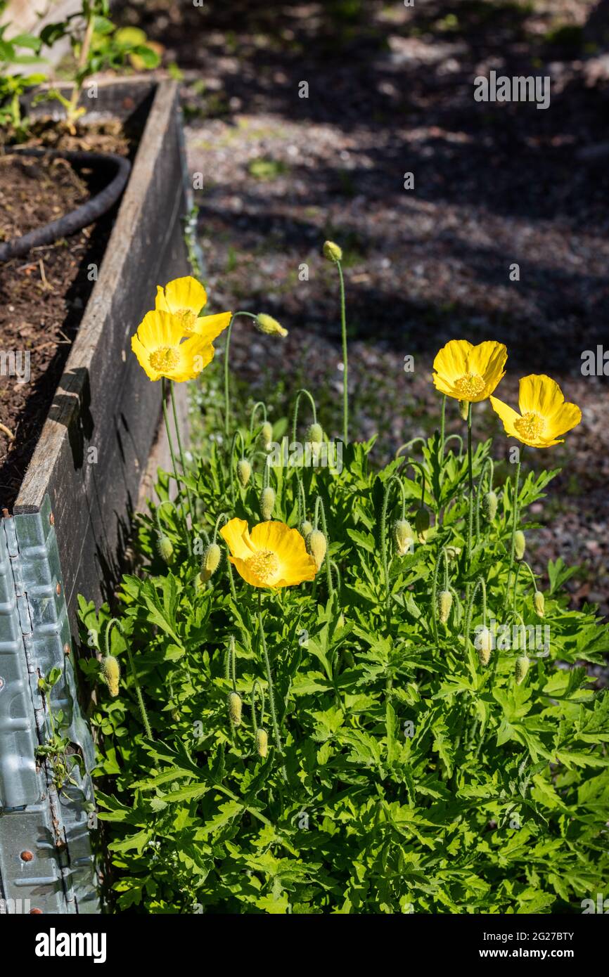 Welsh Mohn, Engelsk vallmo (Meconopsis cambrica) Stockfoto