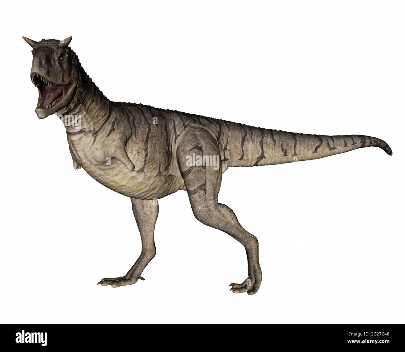 Carnotaurus Dinosaurier brüllend, isoliert auf weißem Hintergrund. Stockfoto