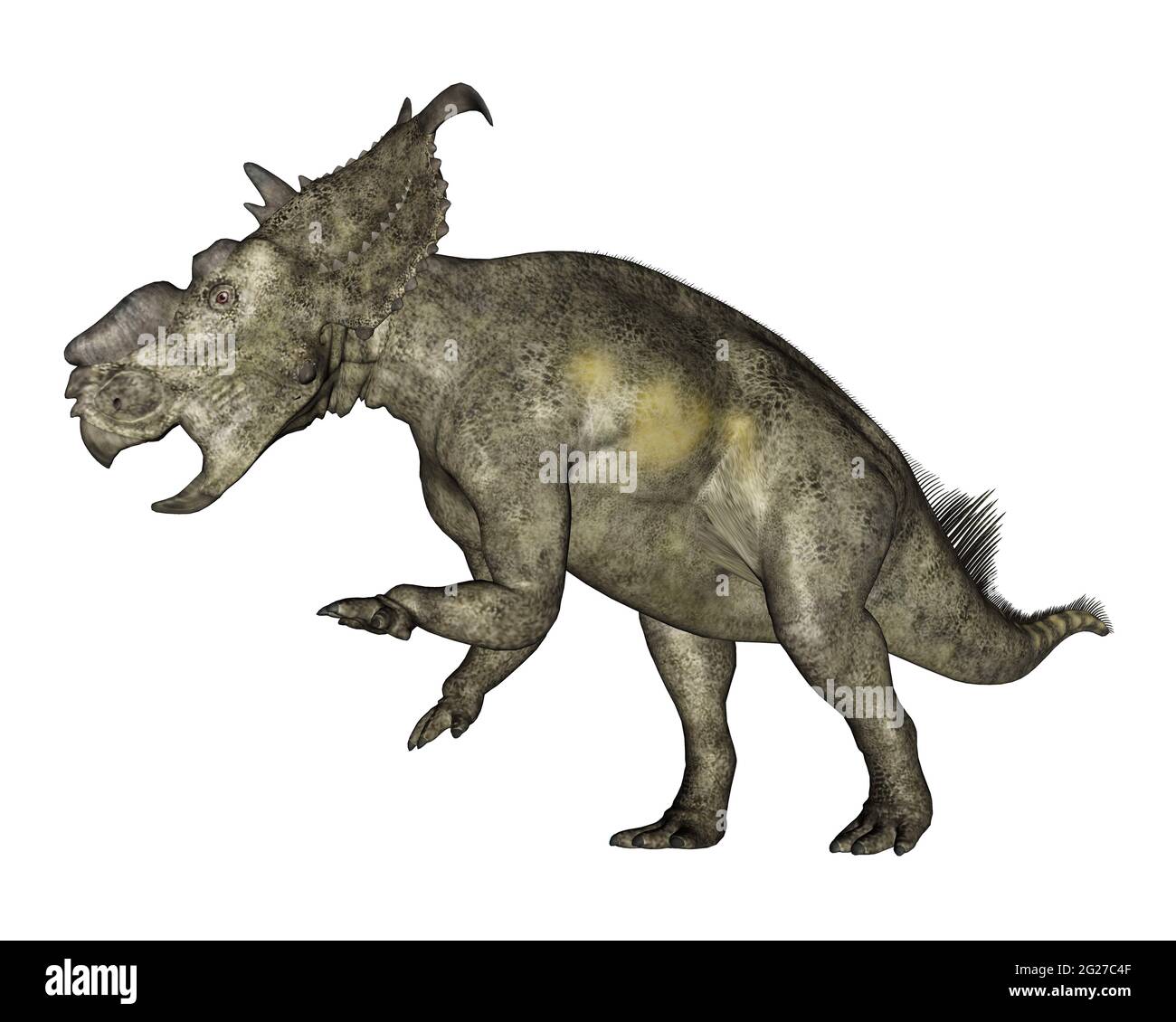 Dinosaurier aus Pachyrhinosaurus, die aufziehen, isoliert auf weißem Hintergrund. Stockfoto