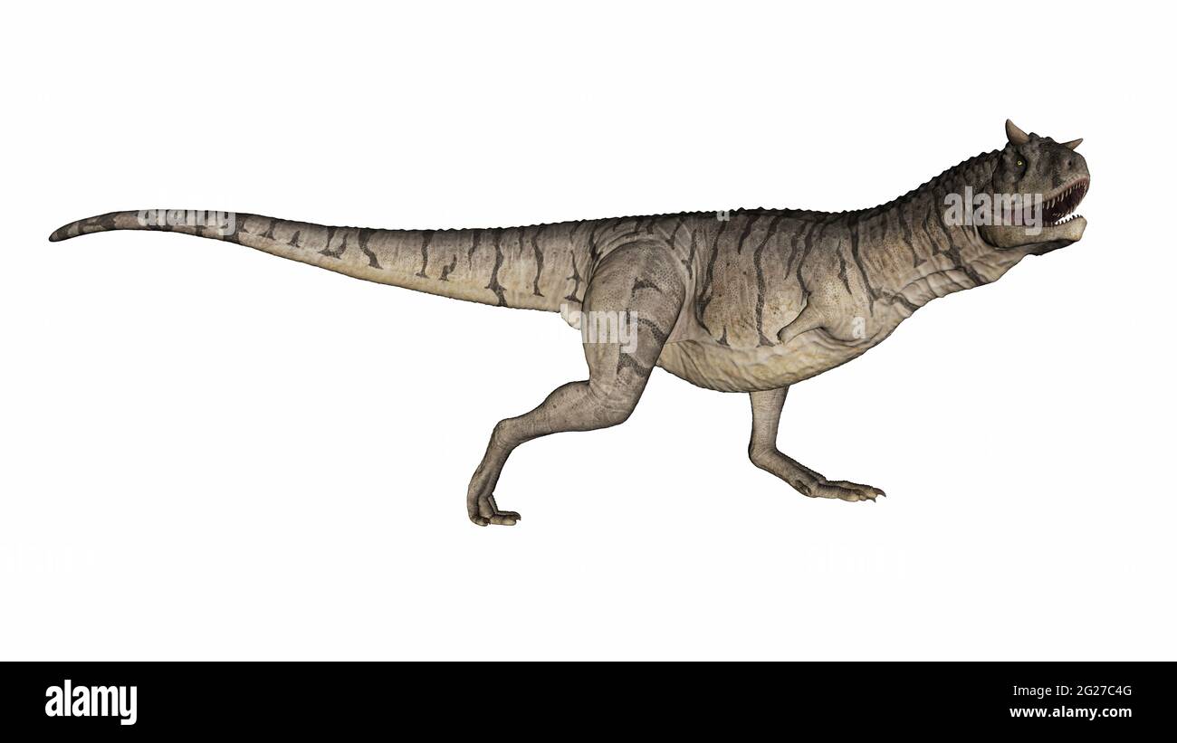 Carnotaurus-Dinosaurier, isoliert auf weißem Hintergrund. Stockfoto