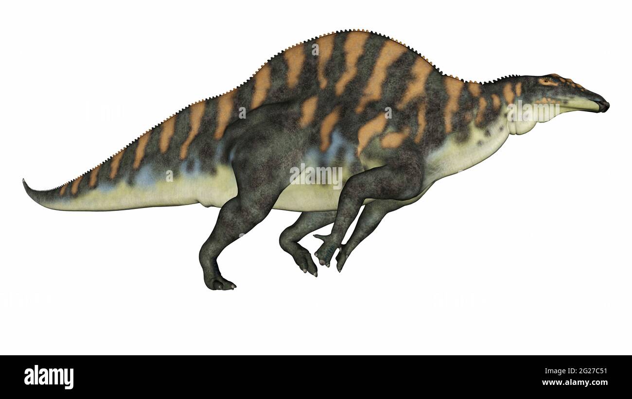 Ouranosaurus Dinosaurier läuft, isoliert auf weißem Hintergrund. Stockfoto