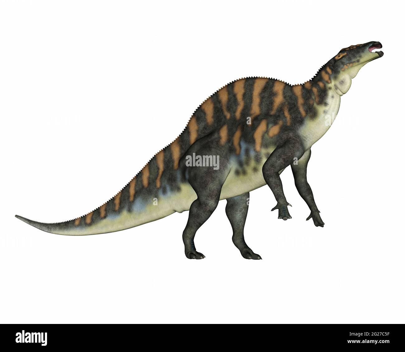 Ouranosaurus Dinosaurier aufziehen, isoliert auf weißem Hintergrund. Stockfoto