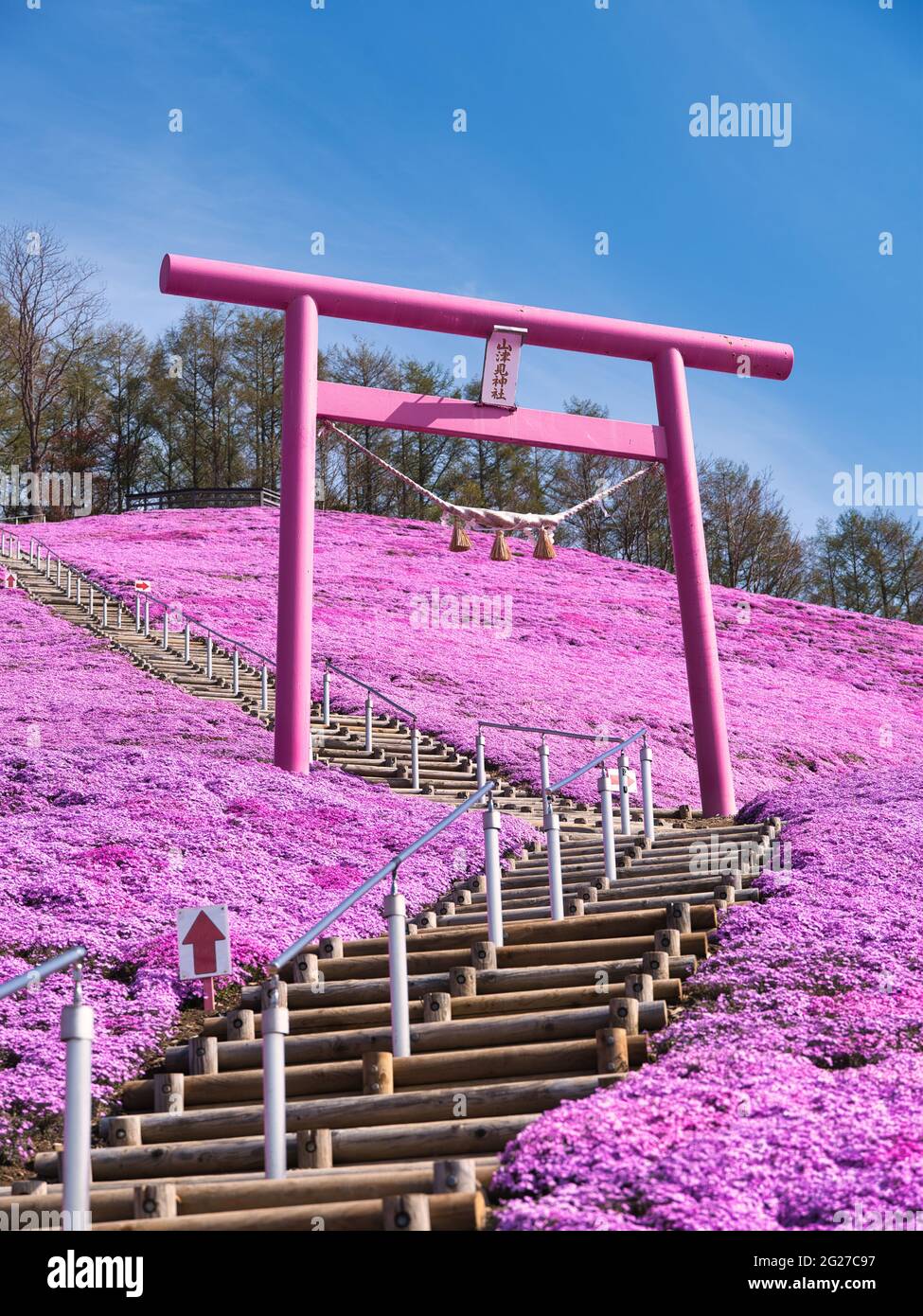 Higashimokoto Shibazakura Park, Hokkaido, Japan Stockfoto