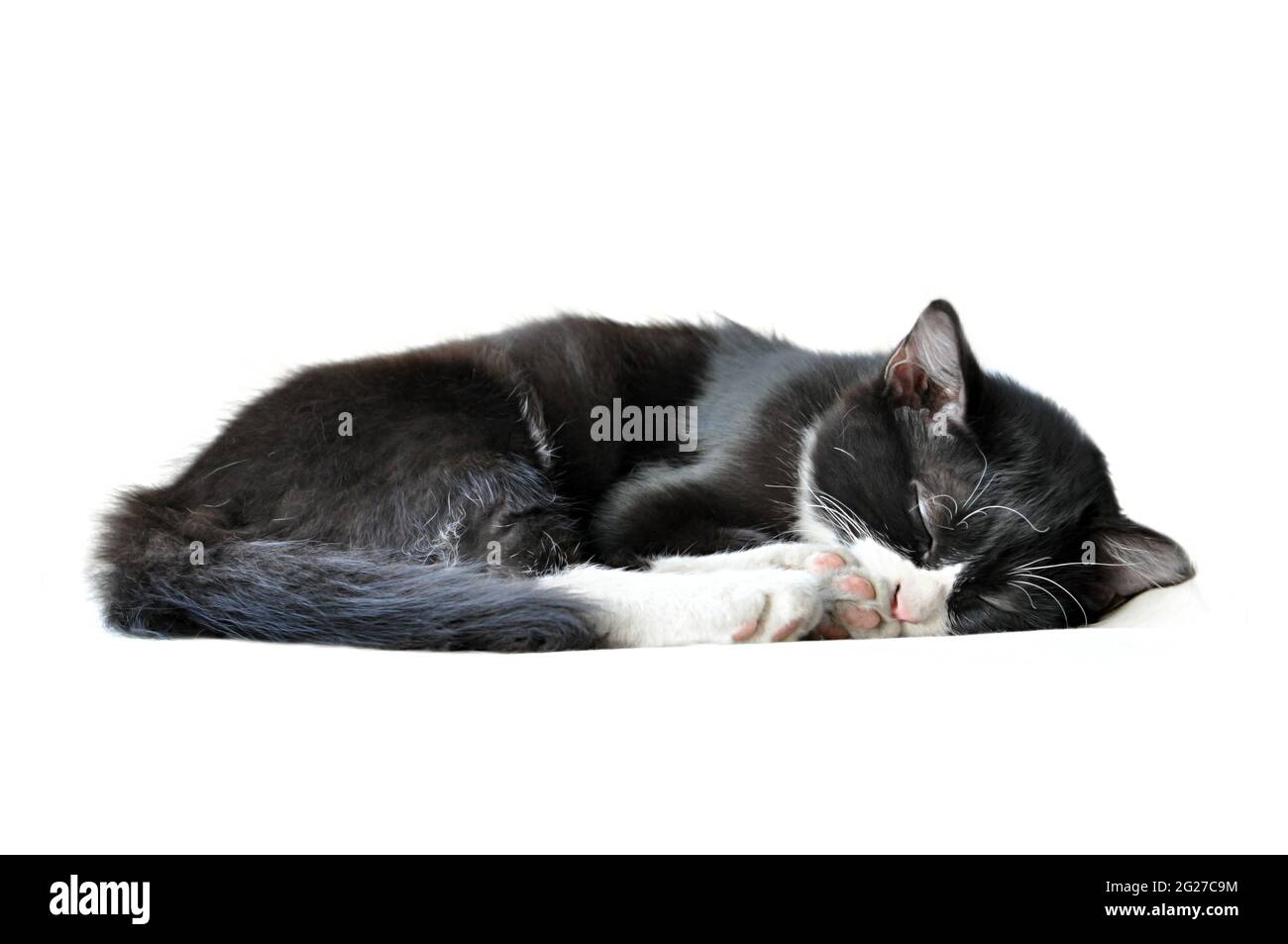 Liebenswert schlafende schwarze Katze Stockfoto
