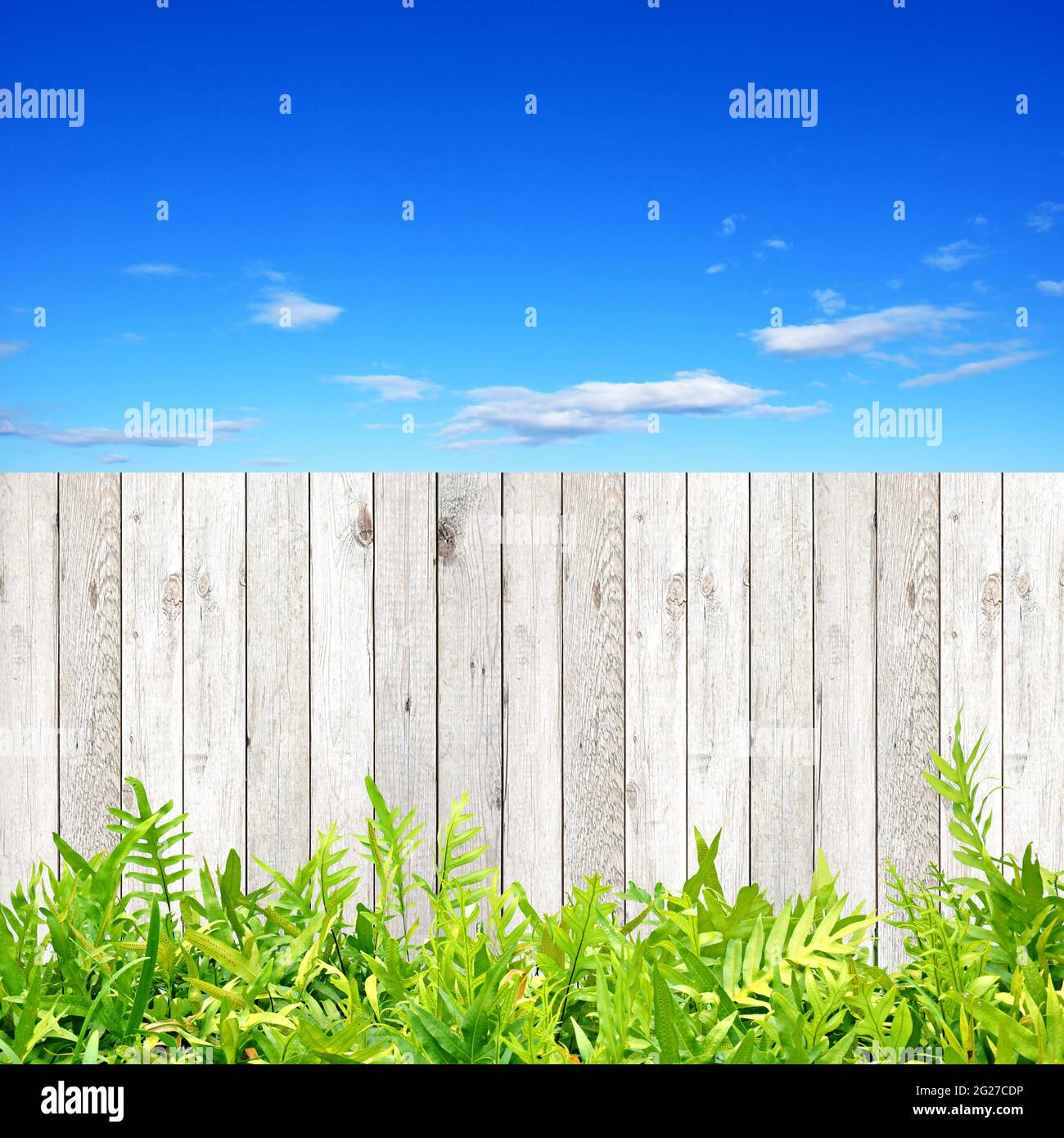 Holzzaun mit grünen Farnblättern am Boden Stockfoto