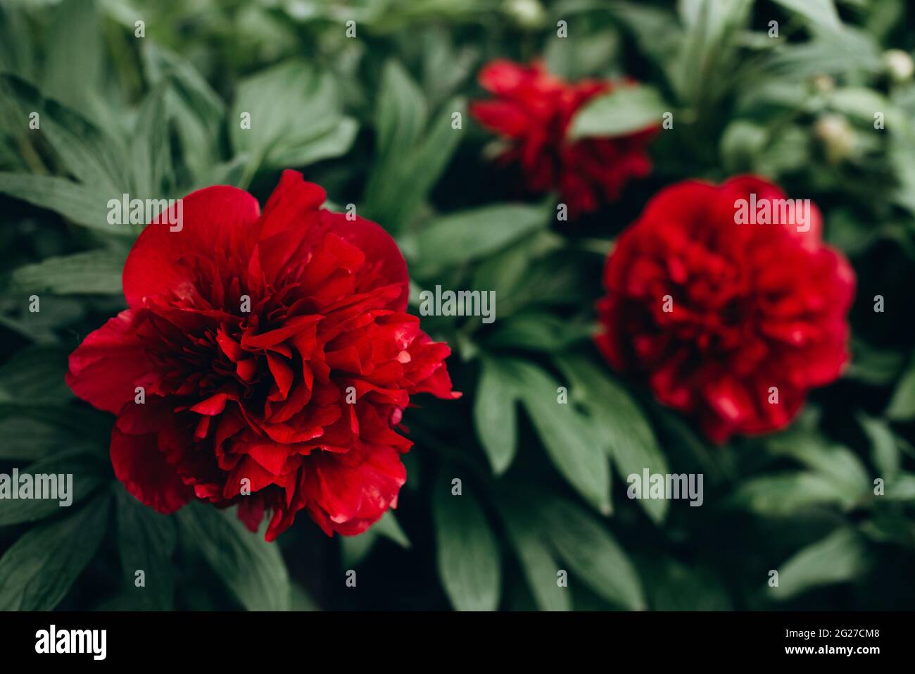 Blüte von frischen roten Pfingstrosen in einem Garten auf einem Busch. Sommerblumen. Weicher, selektiver Fokus. Stockfoto