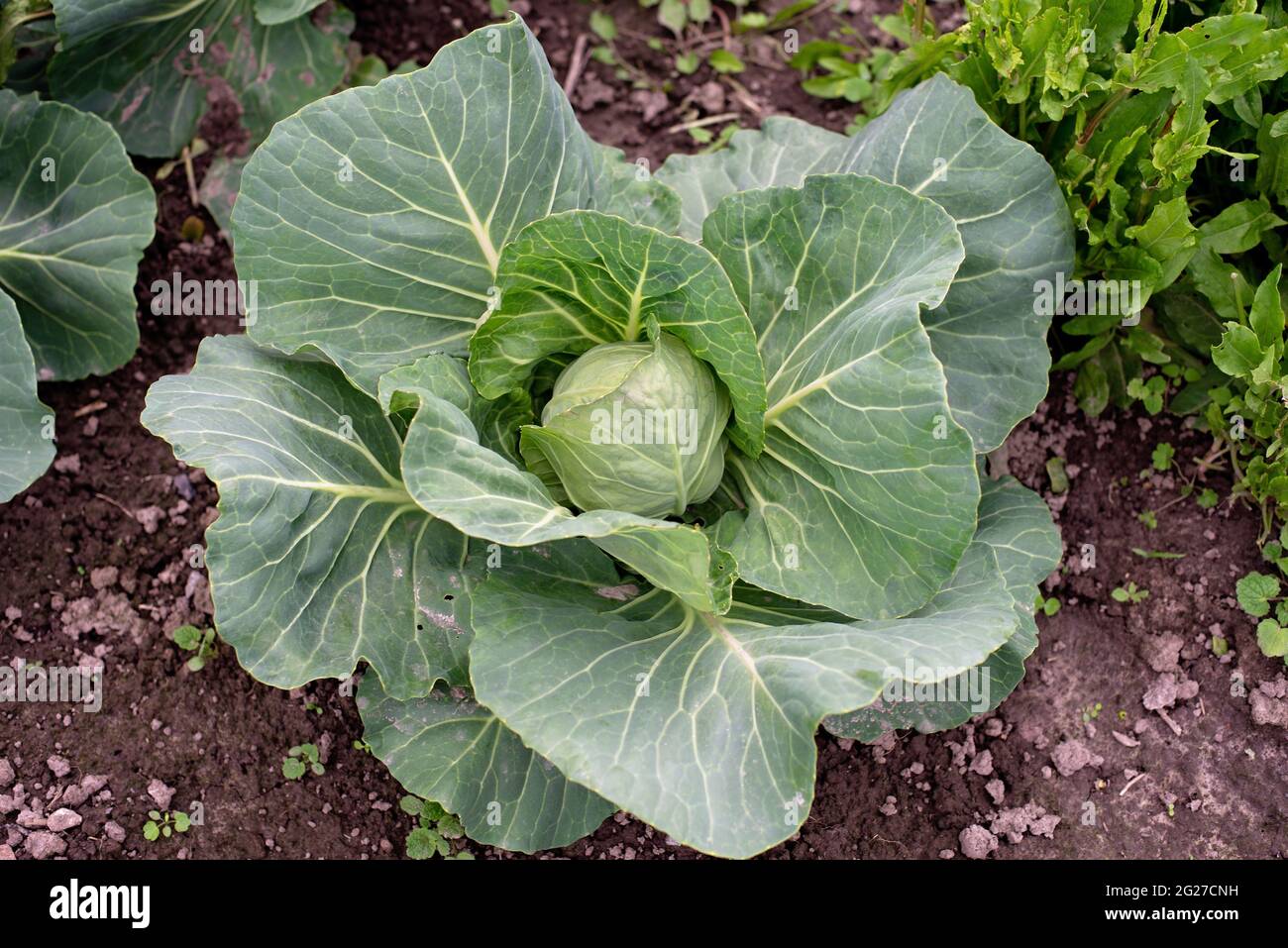 Frischer Grünkohl auf einem Gemüsefeld an der frischen Luft. Gartenarbeit. Bio-Öko-Produkte. Weicher, selektiver Fokus. Stockfoto