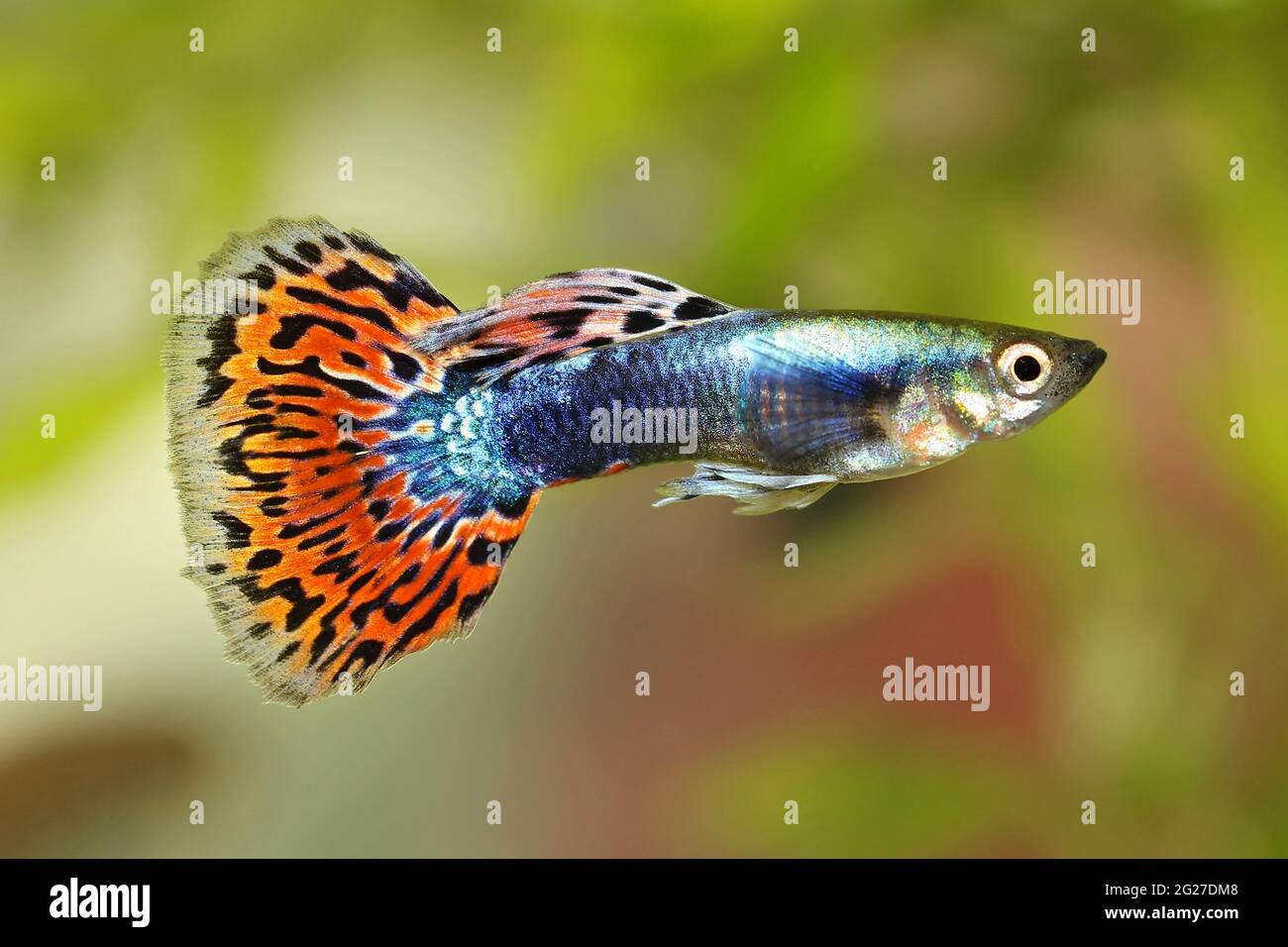 Guppy Poecilia reticulata farbenfrohe Regenbogen-tropische Aquarienfische Stockfoto