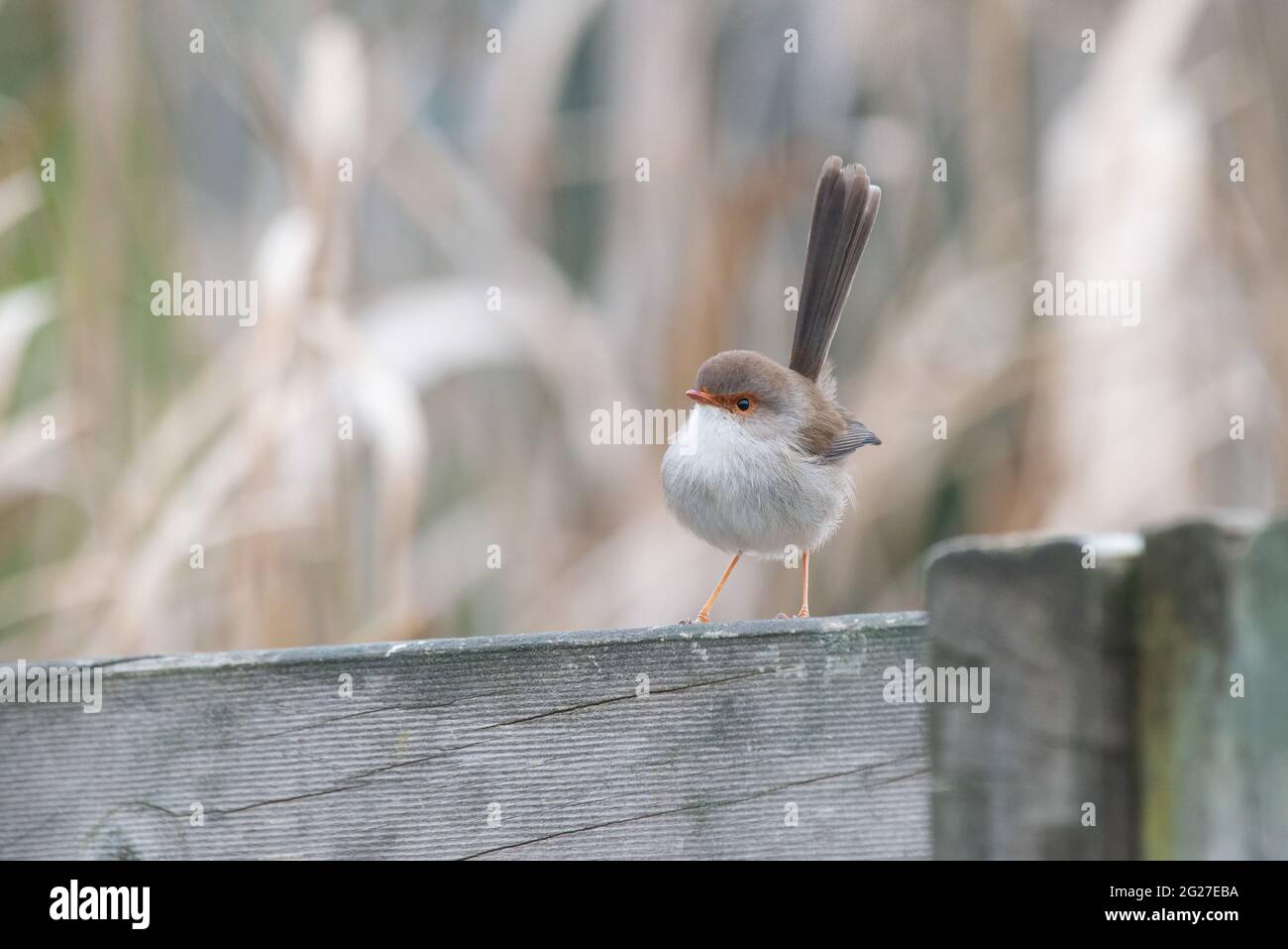 Super Fairy - Wren Stockfoto